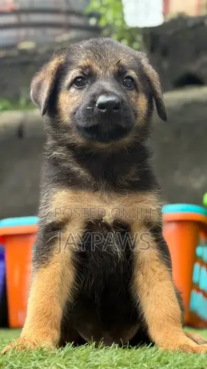 1-3 months Male Purebred German Shepherd