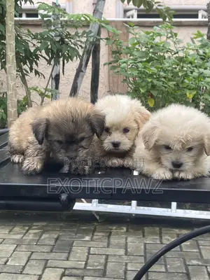 1-3 months Female Purebred Lhasa Apso