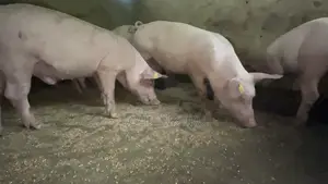 Big Pigs (60 KG)