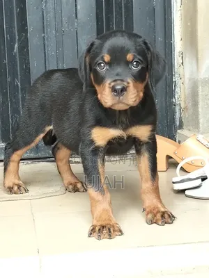 0-1 month Female Purebred Rottweiler