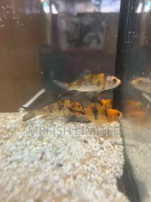 Royal Japanese Koi