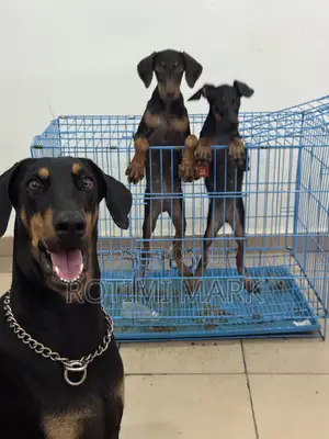 3-6 months Male Purebred Doberman Pinscher