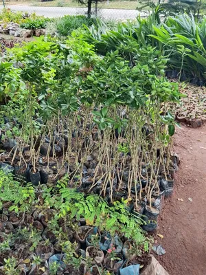 Hybrid Sweet Tangelo Seedlings Available