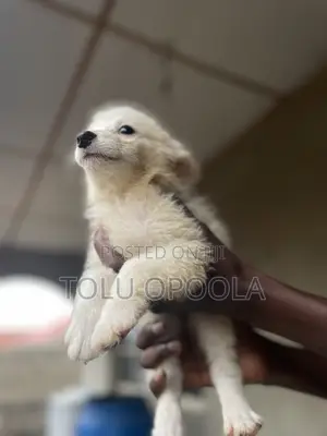 1-3 months Male Purebred American Eskimo