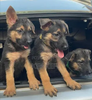 1-3 months Female Purebred German Shepherd