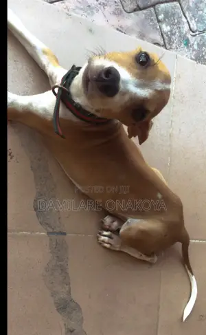 1-3 months Female Purebred American Pit Bull Terrier