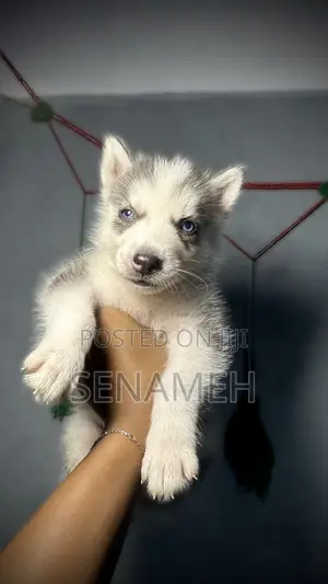 1-3 months Male Purebred Siberian Husky