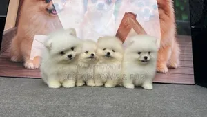 1-3 months Male Purebred Pomeranian