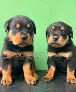 1-3 months Male Purebred Rottweiler