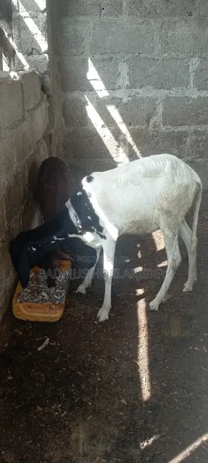 Healthy Sheeps