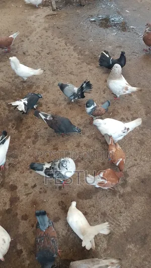 Premium Foreign Pigeons