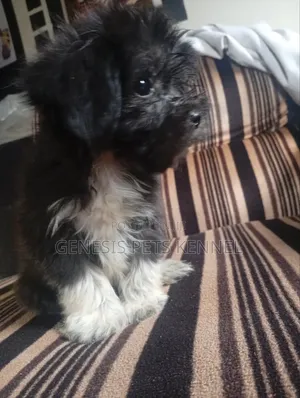 1-3 months Male Purebred Lhasa Apso