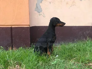 3-6 months Male Purebred Doberman Pinscher