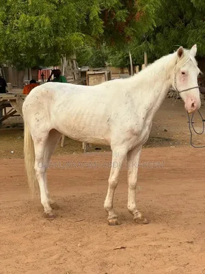 Male Horse