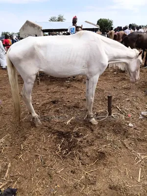 Male White Horse Available