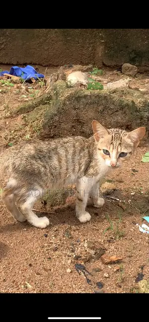 1-3 months Female Mixed Breed American Shorthair