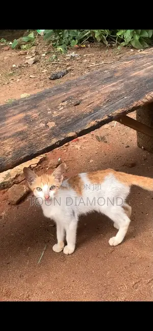 1-3 months Male Mixed Breed American Shorthair