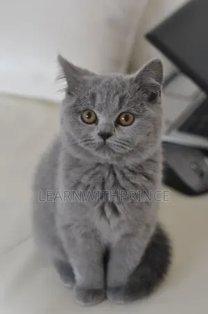 1+ year Female Purebred British Shorthair
