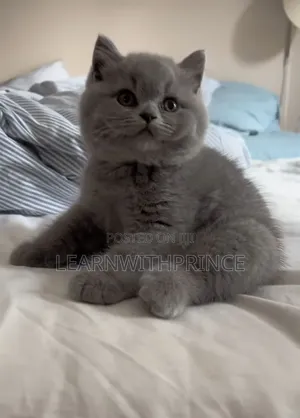 1-3 months Female Purebred British Shorthair