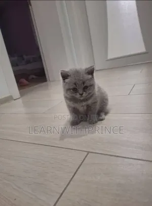 1-3 months Female Purebred British Shorthair