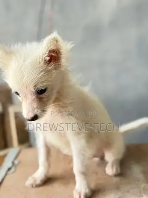1-3 months Male Purebred American Eskimo