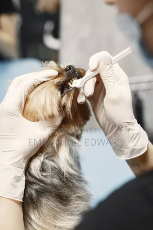 Pets Treatments Services