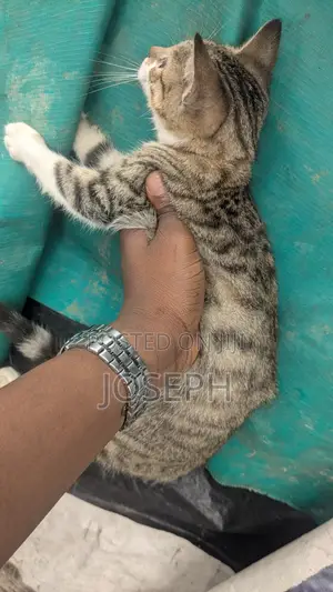 1-3 months Female Purebred American Shorthair