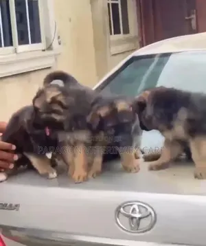 1-3 months Male Purebred German Shepherd