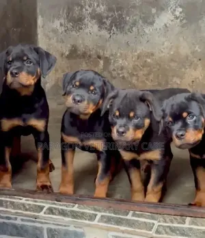 1-3 months Female Purebred Rottweiler