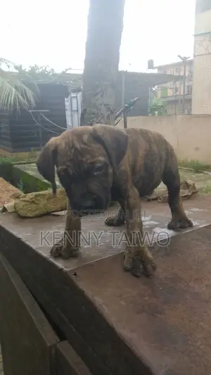 1-3 months Male Purebred Boerboel