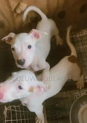 0-1 month Male Purebred American Pit Bull Terrier