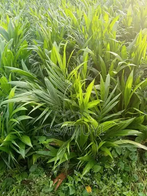 Hybrid Tenera Palm Seedlings for Sale