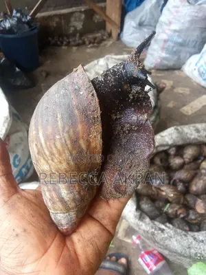 Gaint Premium Snails Fresh+dried