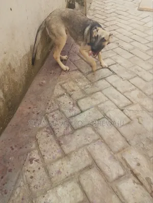 3-6 months Male Purebred German Shepherd