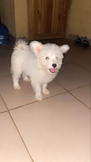 3-6 months Male Purebred American Eskimo