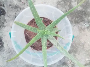 Beautiful Mature Aloe Vera Plants for Sale