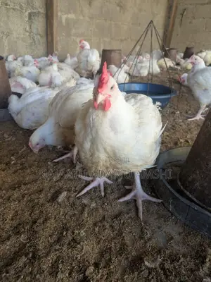 Healthy Broiler Chicken