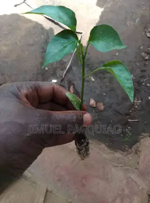 Habanero Pepper Seedlings