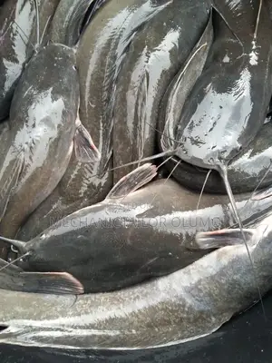 Oven Dried and Live Catfish for Hotels, Restaurants Bulk Buyers