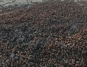 Dried Shea Nut