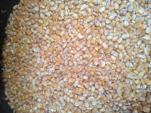 Clean Bags of Maize (Corn), Dry and Stone Free at Best Price Available!
