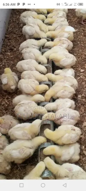 Boilers Chicken Available