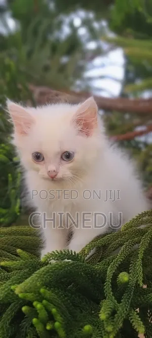 1-3 months Male Purebred Persian