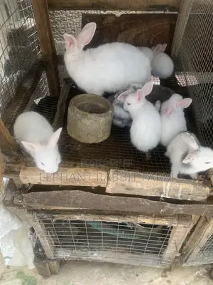 Rabbits in Different Breeds Available for Sale (Weaners)
