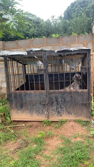Big Iron Dog Cage