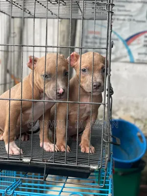 0-1 month Female Mixed Breed American Bully