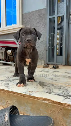 1-3 months Male Purebred Cane Corso
