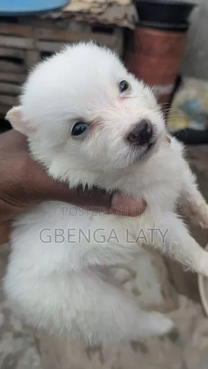 1-3 months Female Purebred American Eskimo