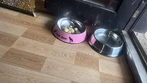 Plate for Pets