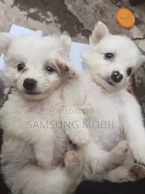 1-3 months Female Purebred American Eskimo